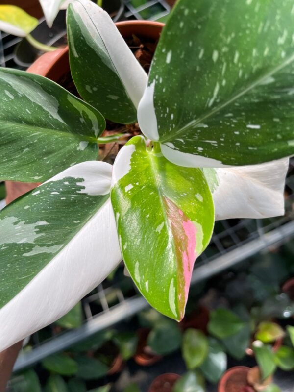 Philodendron white princess with pink shade