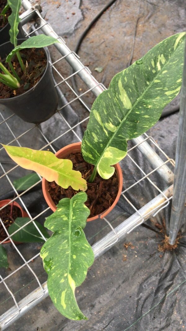 Philodendron Ring of fire