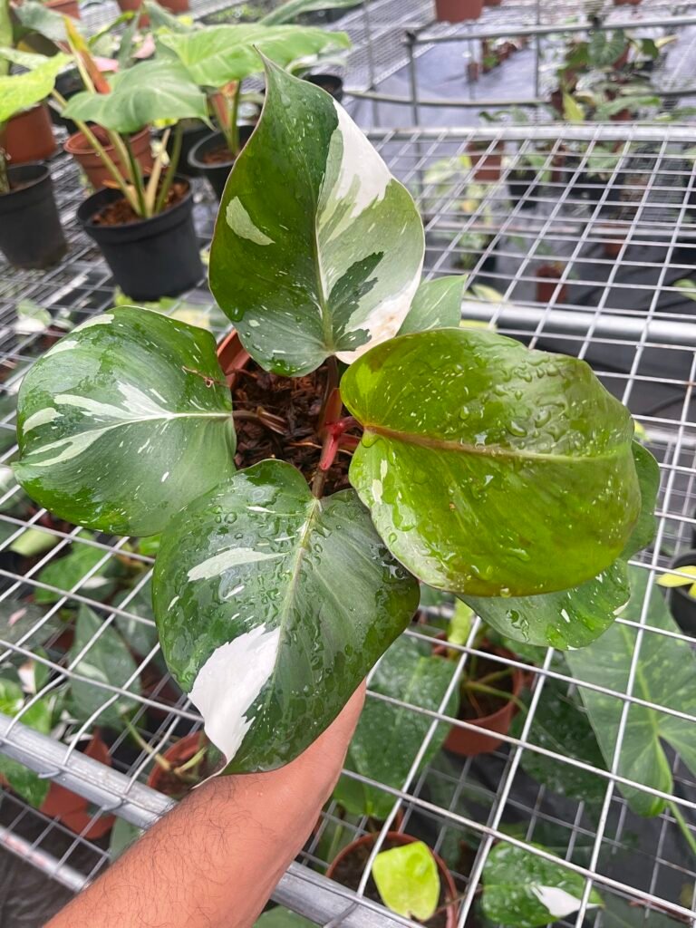 variegated prayer plant Prayer Plant
