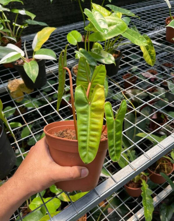 Philodendron Billietiea