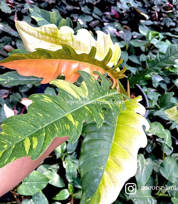 Philodendron Ring of fire