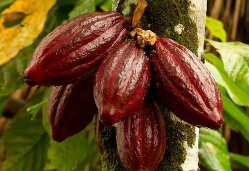 Chocolate Live Fruit Tree Cocoa Plant (Trinitario Cacao )