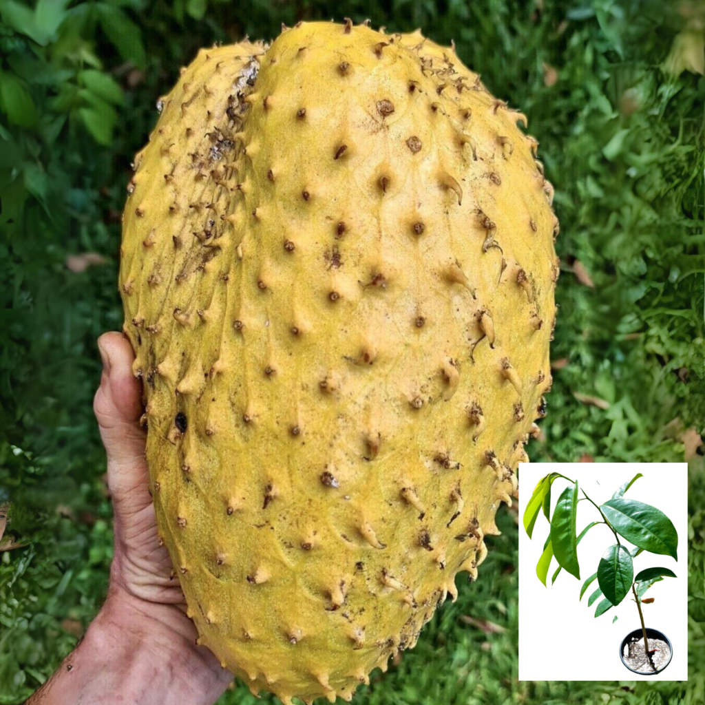 golden-soursop-annona-muricata-live-fruit-plant