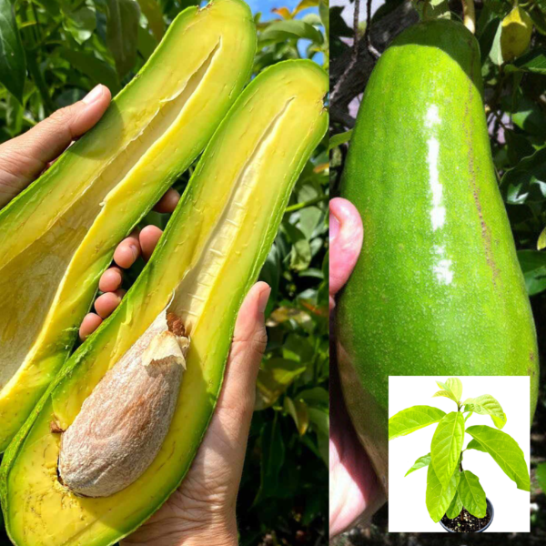 Avocado Long Neck (Persea Americana)
