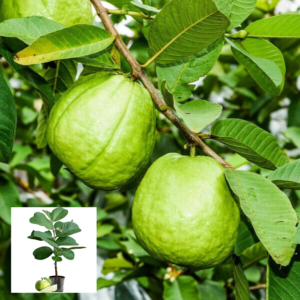 Indonesian seedless Guava (psidium guajaba)