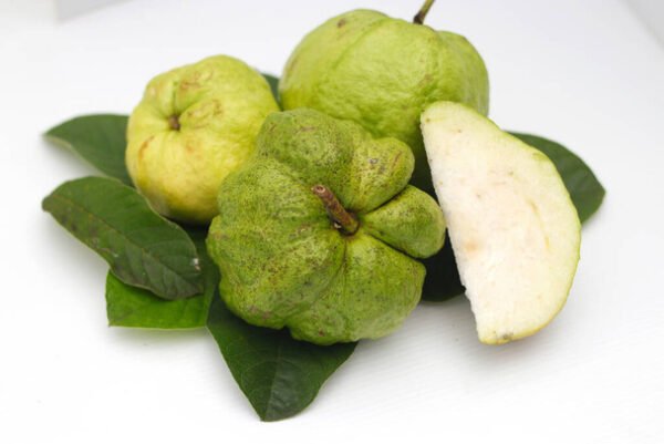 Indonesian seedless Guava (psidium guajaba) l
