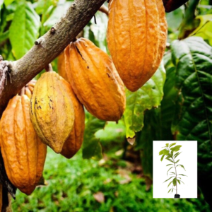 Cacao (Theobroma cacao) Cocoa