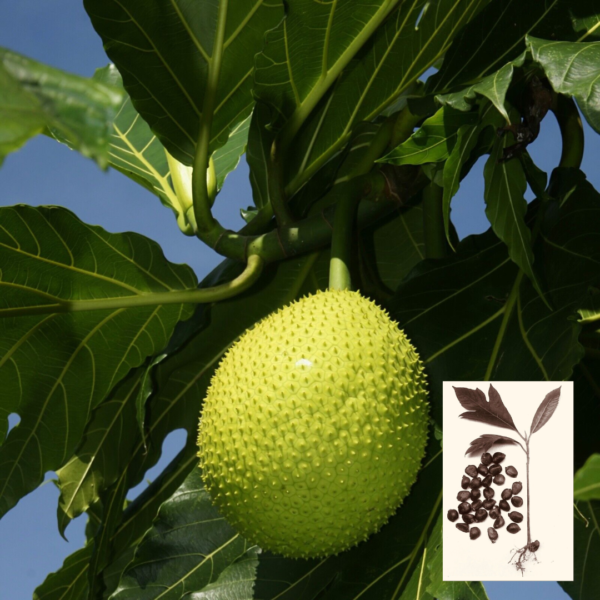 Breadfruit seeds (Artocarpus altilis ) tropical fruit tree 20 fresh seeds