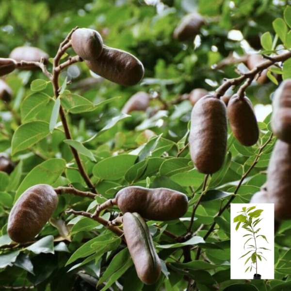 Algarroba / Carob (Ceratonia siliqua) Live Tree 12”-24”