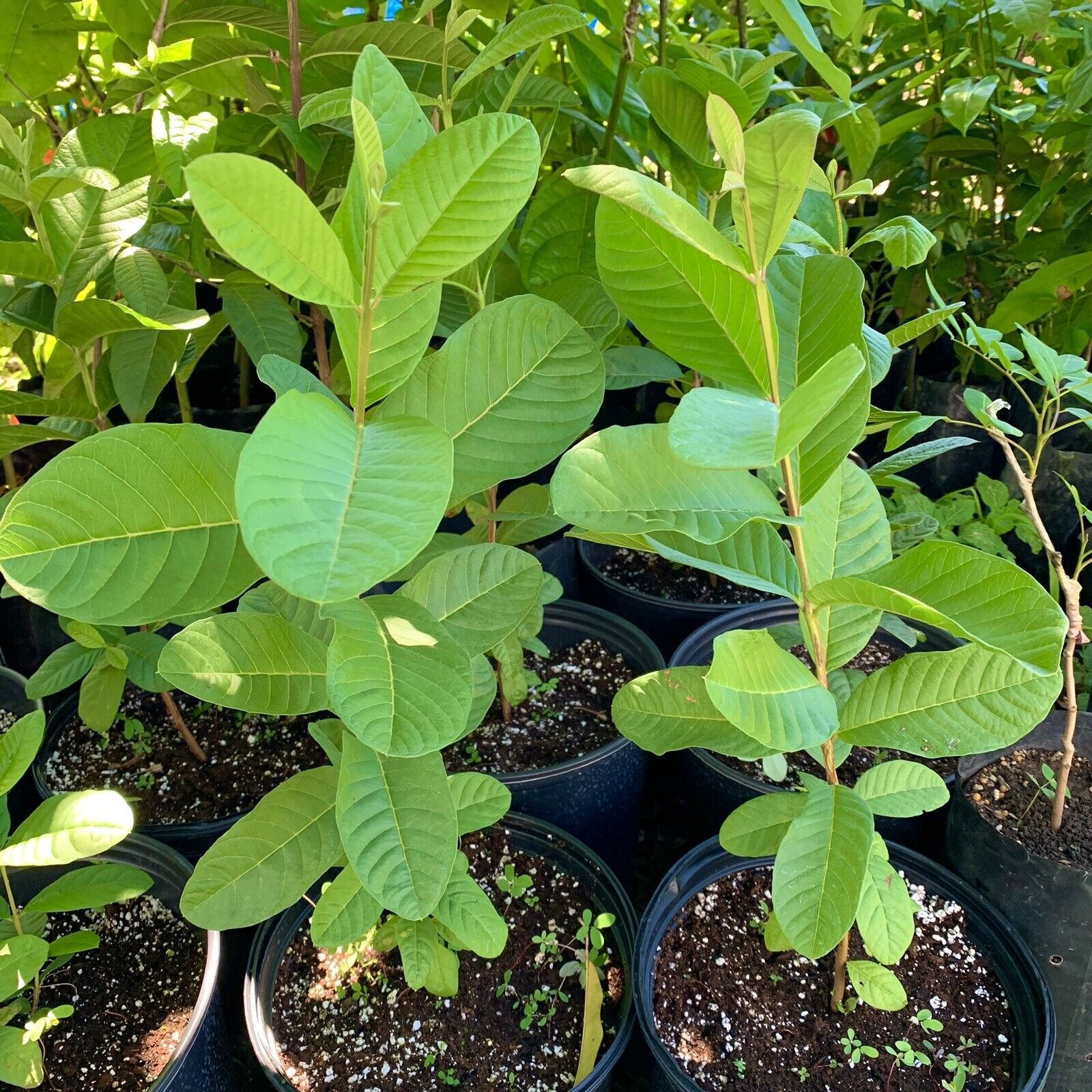 Ruby Red Guava Tree - Tropical Live Plant, 12-15 Inches, Ready To Plant Outdoors