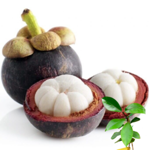 Mangosteen (Garcinia Mangostana) Exotic tropical fruit tree 12”-24”