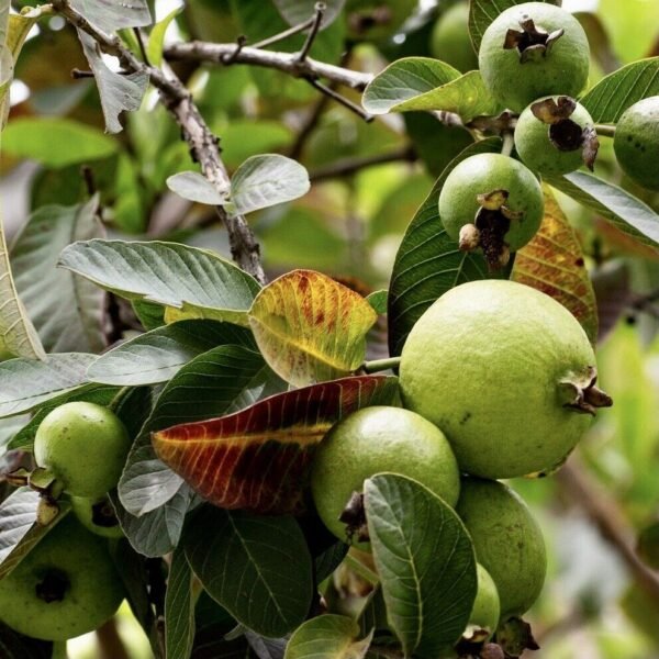 Supreme Ruby Guava ( Psidium guajava) live Tropical Fruit tree 12"-24"