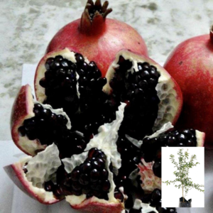 Big Black Inside Pomegranate (Punica Granatum)